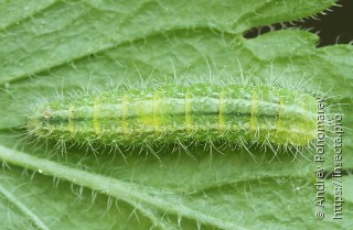 Stenoptilia pterodactyla