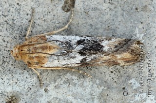 Pterothrixidia rufella