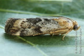 Pterothrixidia rufella