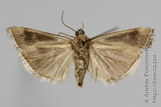 Pterothrixidia rufella