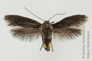 Scythris cuspidella