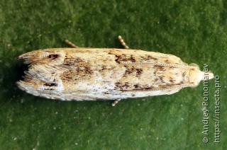 Eucosma aemulana