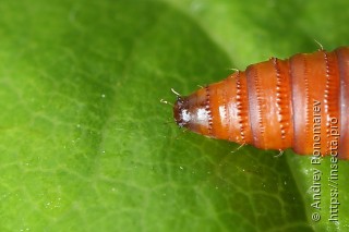 Notocelia roborana