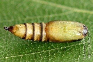 Pandemis cerasana