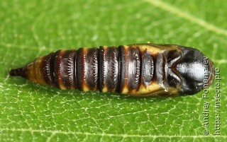 Pandemis cerasana