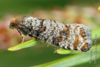 Pseudococcyx turionella