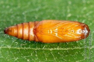 Rhopobota naevana