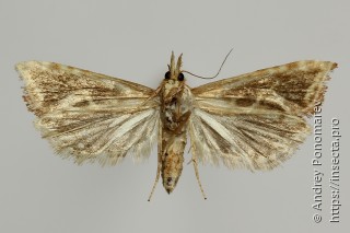 Cochylimorpha pyramidana