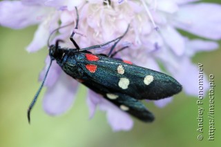 Zygaena ephialtes