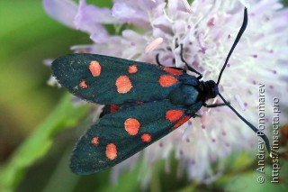 Zygaena ephialtes