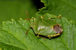 Palomena viridissima