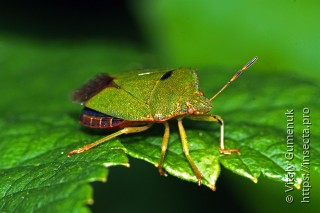 Palomena viridissima