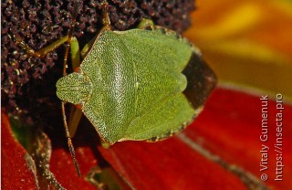 Palomena viridissima