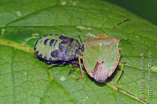 Palomena viridissima