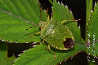 Palomena viridissima