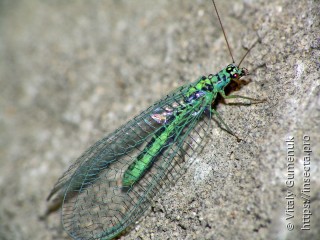 Chrysopa perla