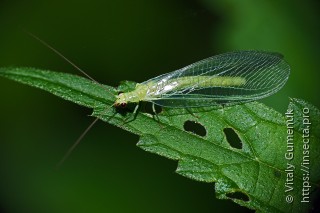 Chrysopa perla