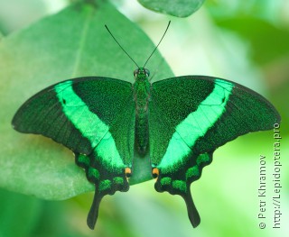 Имаго  Papilio palinurus