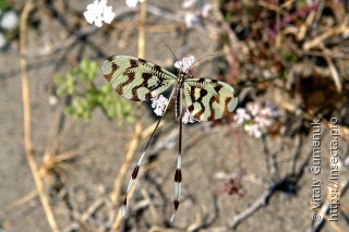 Nemoptera sinuata