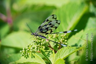 Nemoptera sinuata