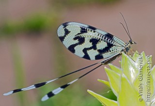 Nemoptera sinuata