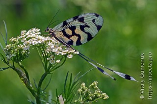 Nemoptera sinuata