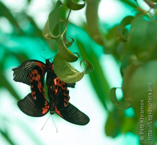 Имаго  (Papilio rumanzovia)
