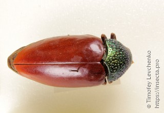 Sternocera chrysis