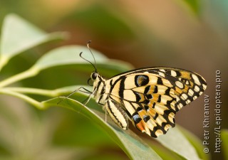 Имаго  Papilio demoleus