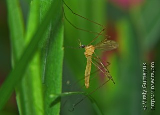 Cheilotrichia imbuta