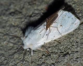 Culex pipiens