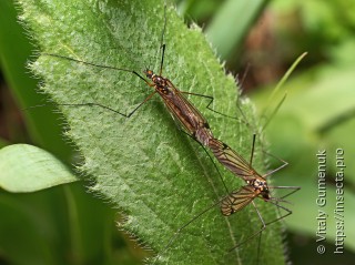 Nephrotoma crocata