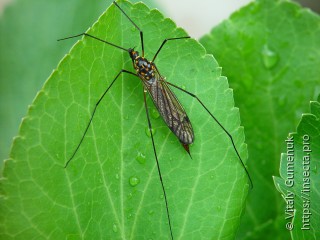 Nephrotoma crocata