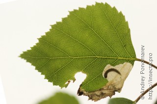 Личинка  Eriocrania sangii