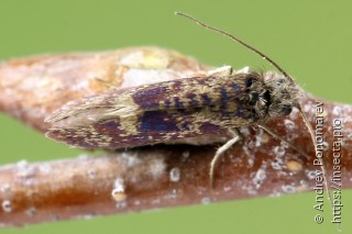 Eriocrania semipurpurella