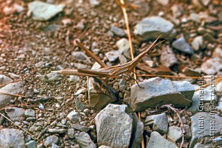 Имаго  (Acrida bicolor)
