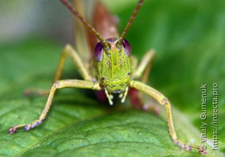 Euthystira brachyptera