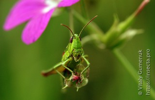 Euthystira brachyptera