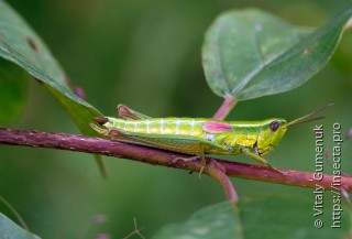 Euthystira brachyptera