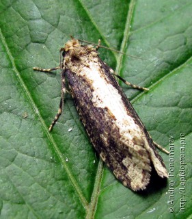 Scardia boletella