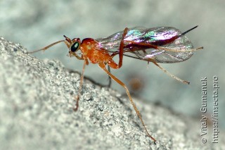 Ichneumonidae