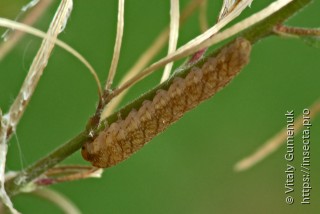 Tenthredinidae