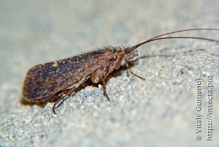 Trichoptera