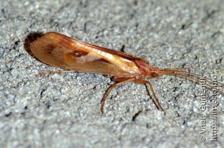 Limnephilus rhombicus