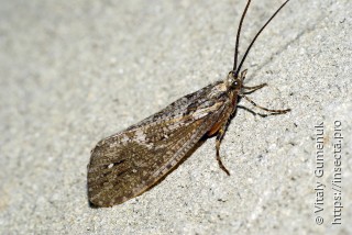 Insecta.pro: насекомые мира