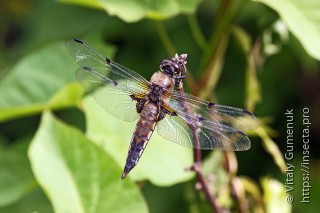 Libellula fulva