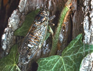 Lyristes plebejus