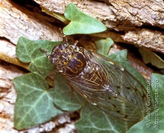 Lyristes plebejus