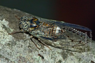 Lyristes plebejus