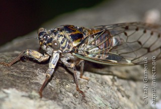 Lyristes plebejus